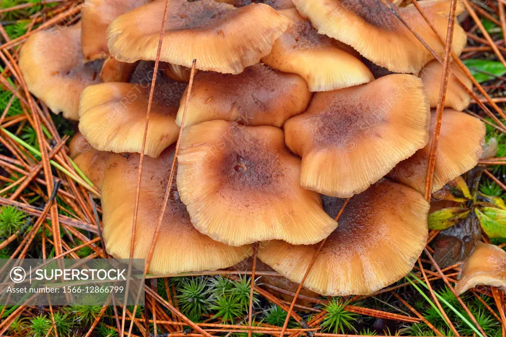 Honey 2025 mushroom cluster