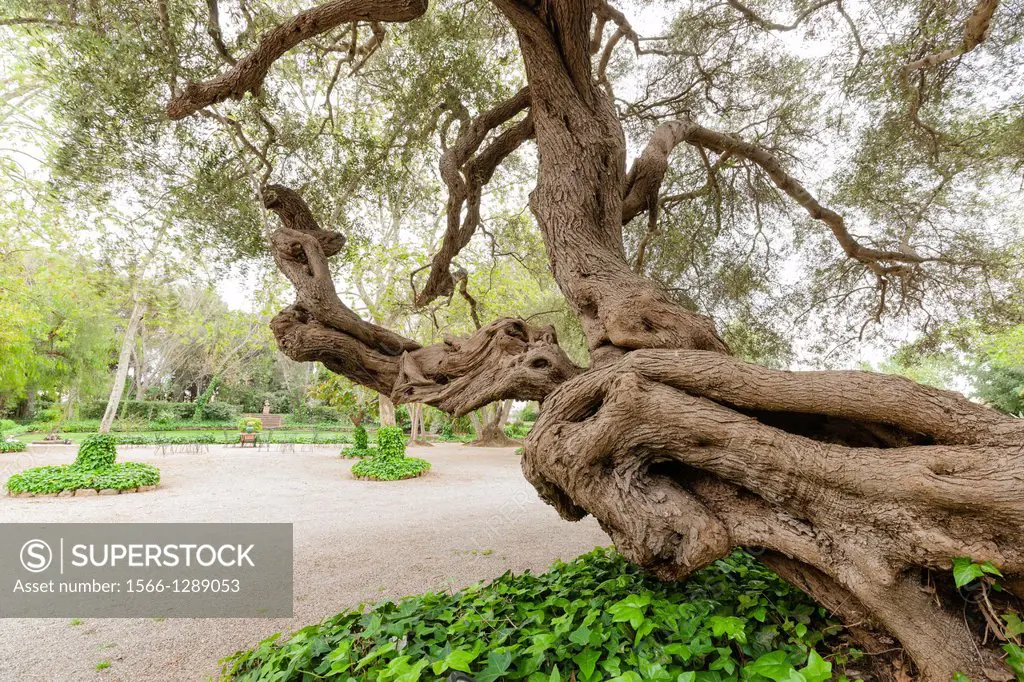 ancient olive tree where according to tradition, St. Catherine Thomas sat, Son Ripoll Vell, Son Sardina, Palma, Majorca, Balearic Islands, Spain