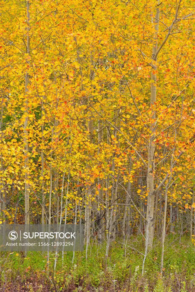 Autumn hardwood trees- aspen saplings, Greater Sudbury (Lively), Ontario, Canada.