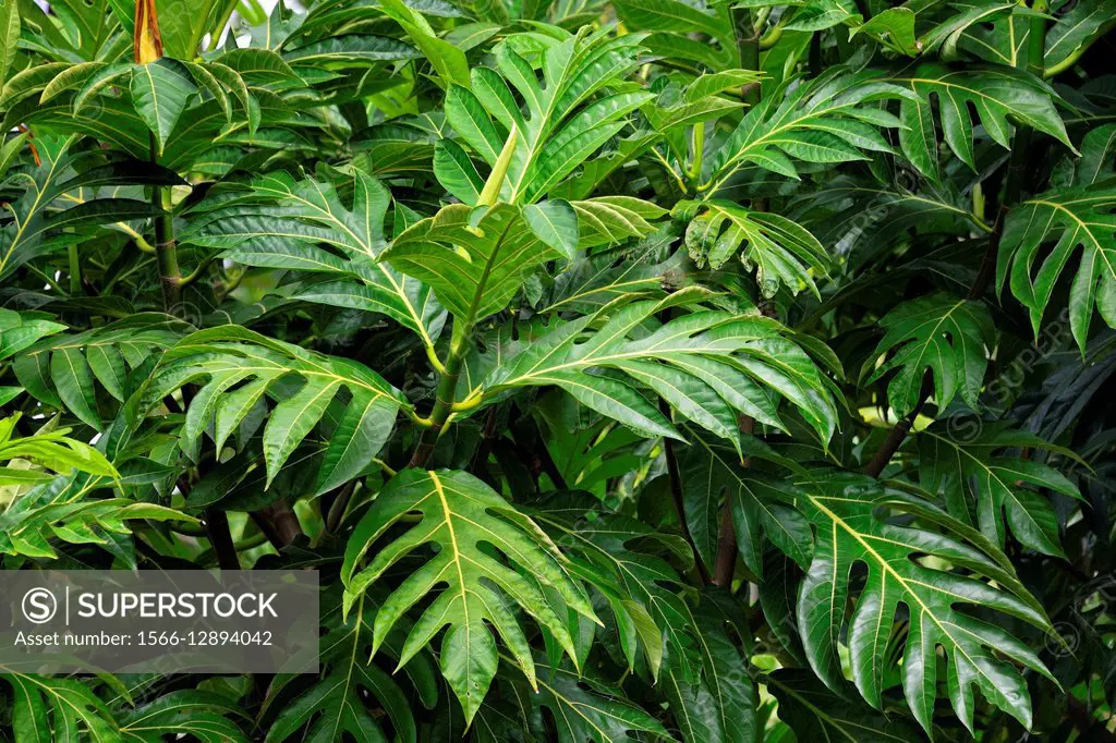 Africa, Mascarene , Mascarene Islands , Mascarenhas , Mauritius, Southeastern coast of Mauritius, Grand Port District, suburbs of Mahébourg, Breadfrui...