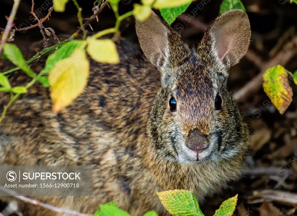 Marsh Rabbit (Sylvilagus palustris) sitting under a bush.