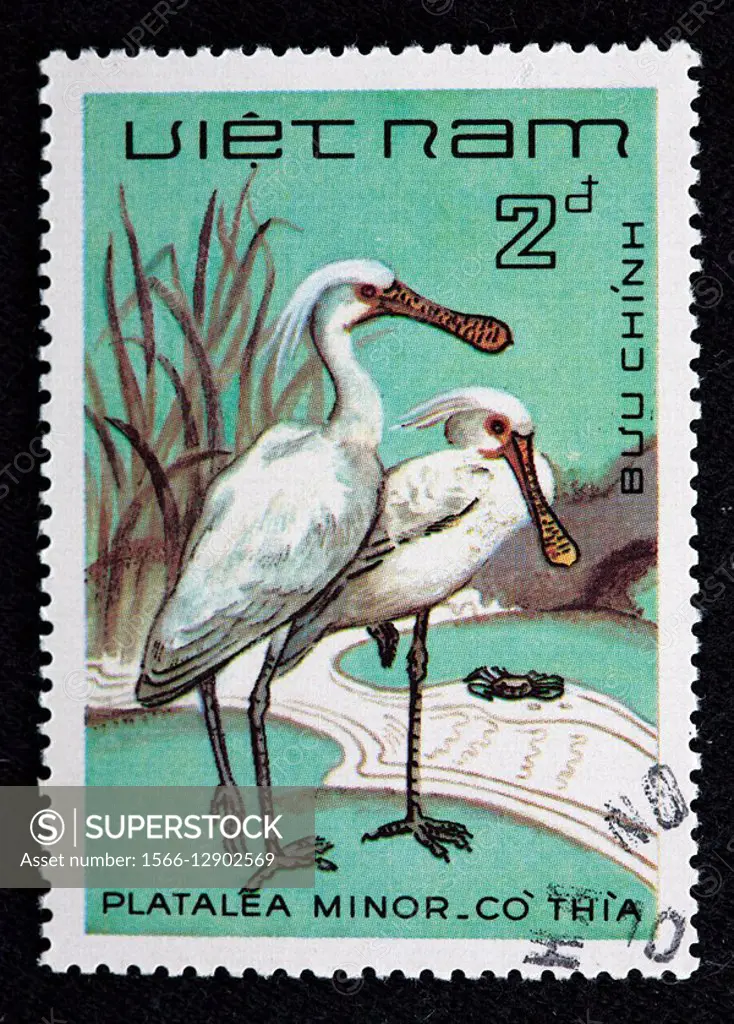 Black-faced Spoonbill Platalea minor, postage stamp, Vietnam
