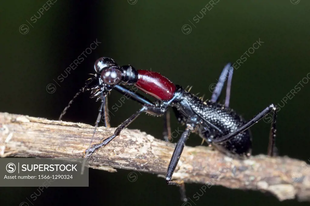 Tiger beetle. Image taken at Kampung Skudup, Sarawak, Malaysia.