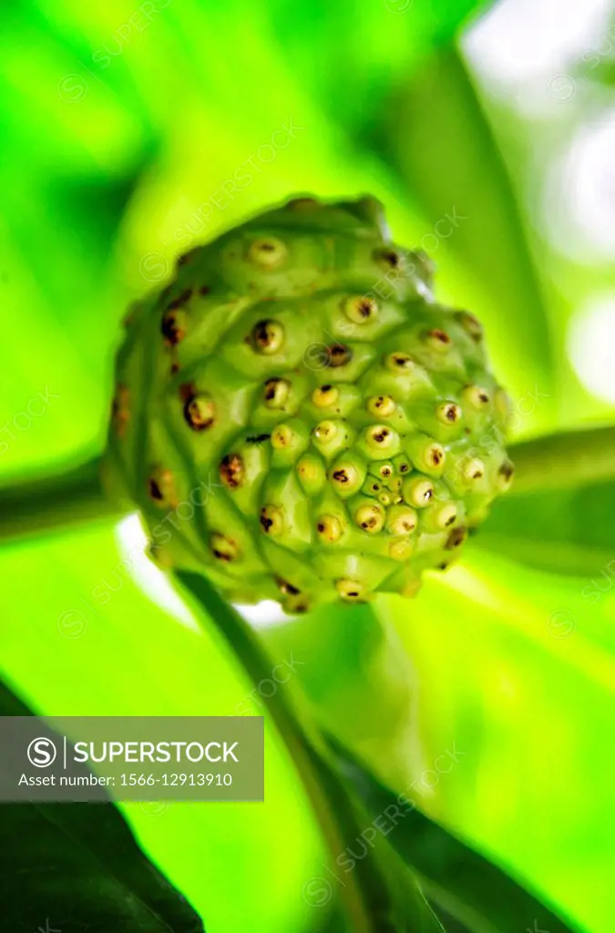 Africa, Mascarene , Mascarene Islands , Mascarenhas , Mauritius, East of Mauritius, Grand Port area, Morinda citrifolia, Great morinda, Indian mulberr...