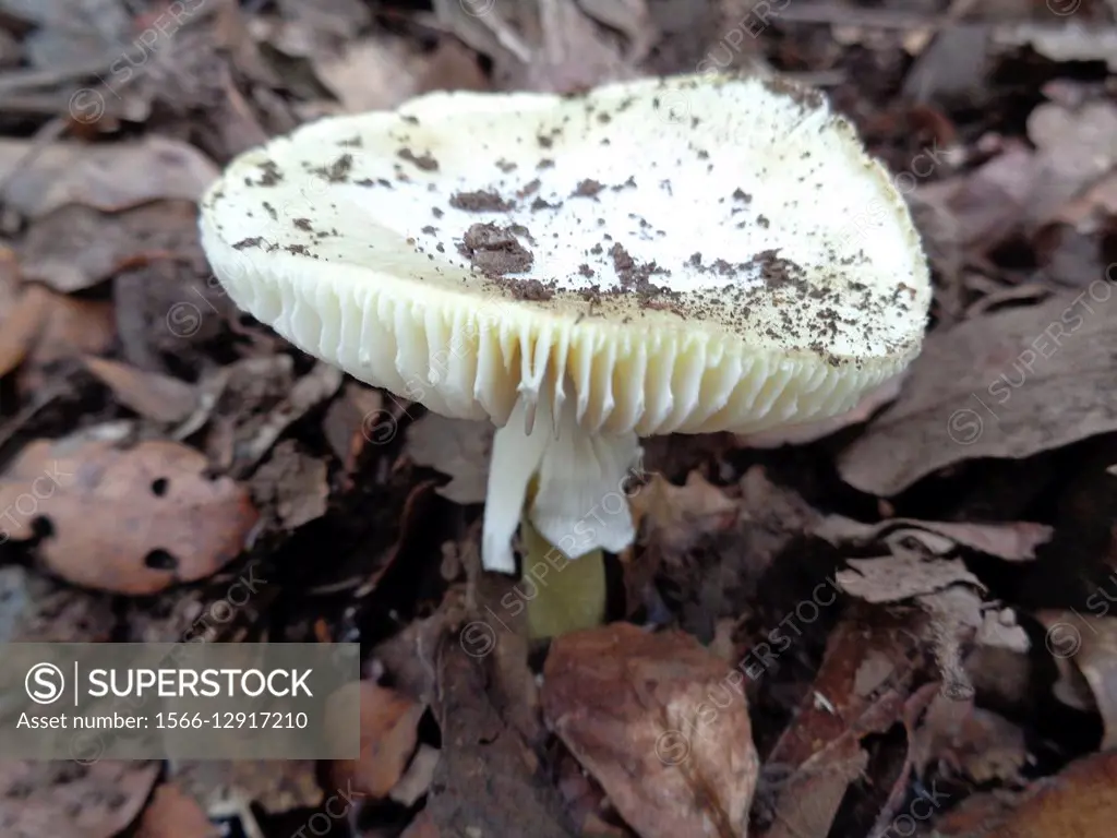 Amanita phalloides.