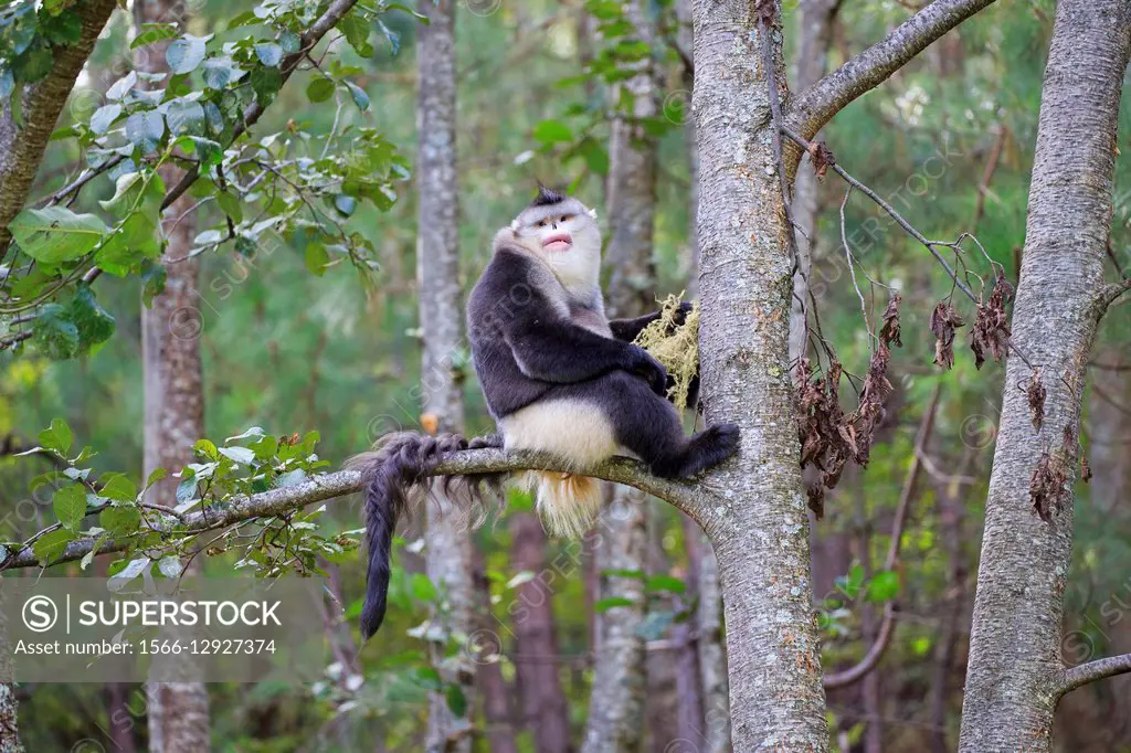 Asia, China, Yunnan province, Yunnan Snub-nosed Monkey Rhinopithecus bieti, adult male eating lichen.