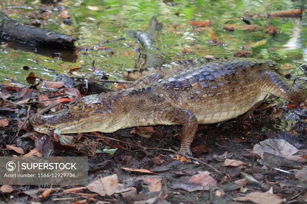 Un caiman (Caiman crocodilus). Parque Nacional de Corcovado, Peninsula de Osa, Costa rica