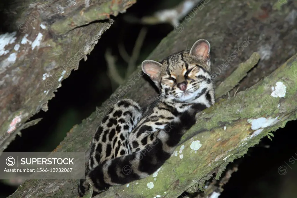 Caucel (Leopardus wiedii) en la Reserva Biologica de Monteverde, Costa Rica.