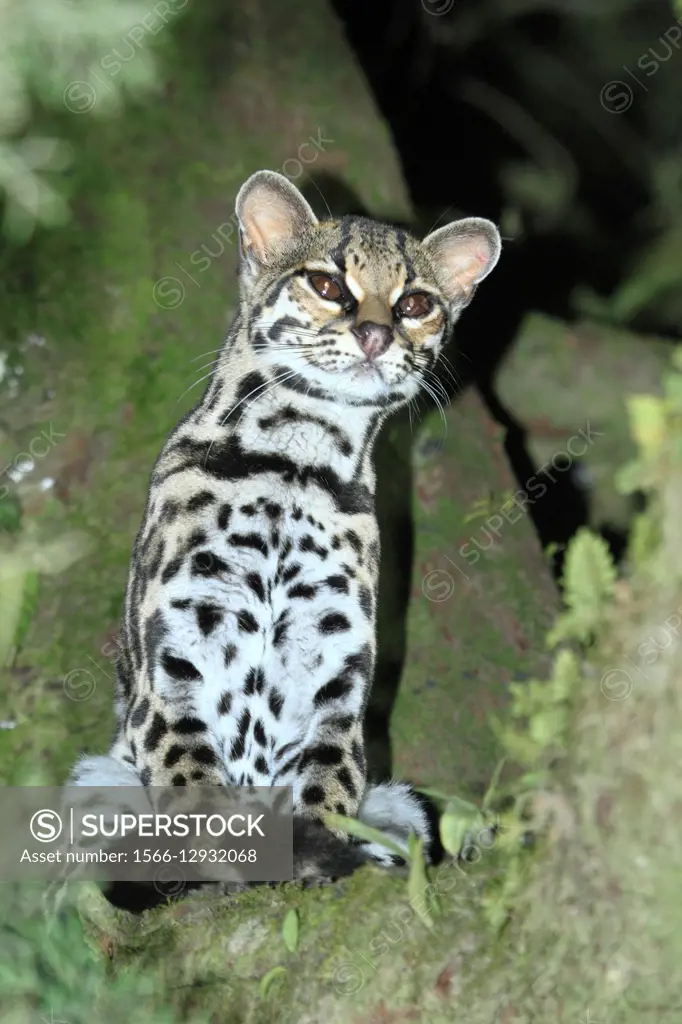 Caucel (Leopardus wiedii) en la Reserva Biologica de Monteverde, Costa Rica.