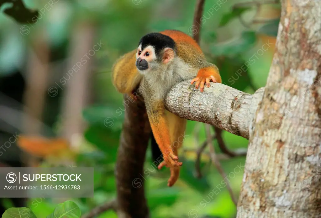 Mono Titi(Saimiri oerstedii) en el Parque Nacional de Corcovado, Peninsula de Osa, Costa Rica.