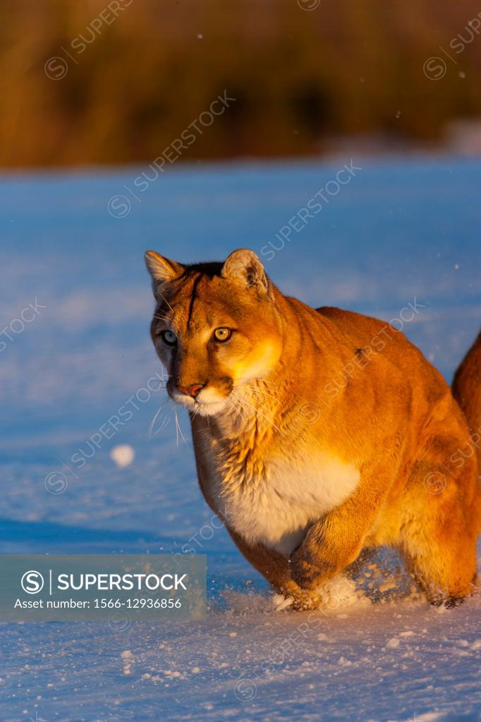 Cougar Puma concolor also commonly known as the mountain lion