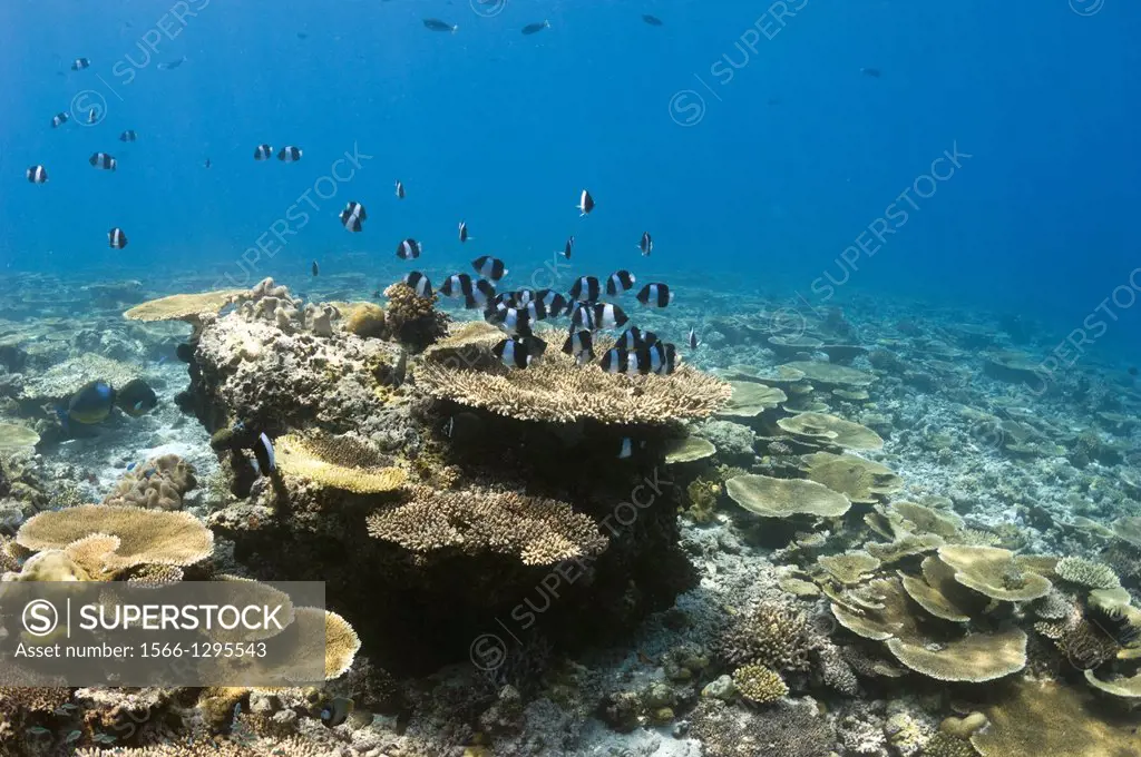 Black pyramid butterflyfish (Hemitaurichthys zoster) over table coral on shallow reef top. Maldives.