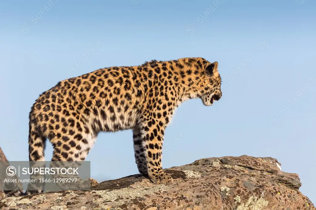 Watchful Amur leopard (Panthera pardus orientalis) standing on a rock, captive, California, USA