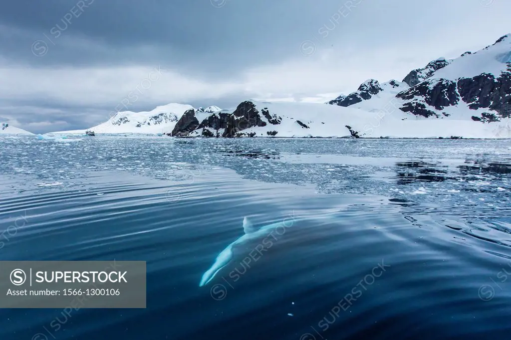 A curious Antarctic Minke whale (Balaenoptera bonaerensis) in Paradise bay, Antarctica, Southern Ocean.