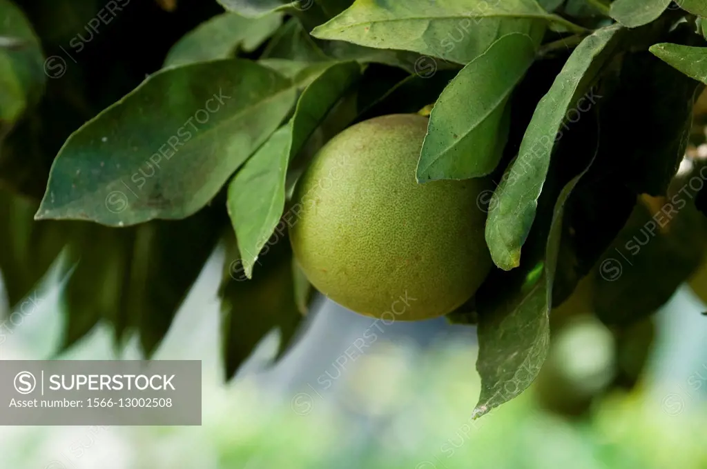 Unripe grapefruit.