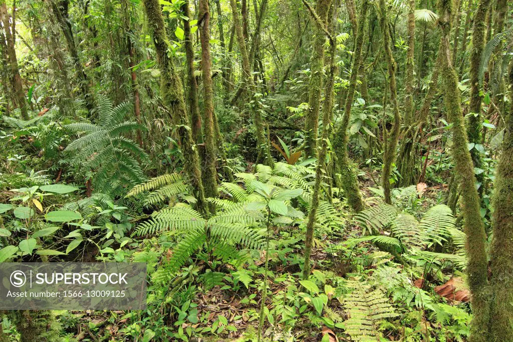 Selva del Parque Nacional Volcan Tenorio, Costa Rica