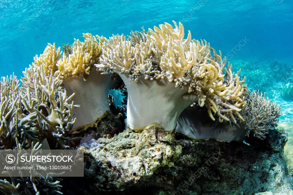 Underwater view of soft corals, Pulau Lintang Island, Anambas Archipelago, Indonesia.