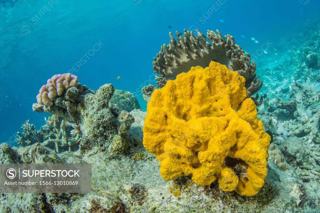 Underwater view of orange sponge, Pulau Lintang Island, Anambas Archipelago, Indonesia.