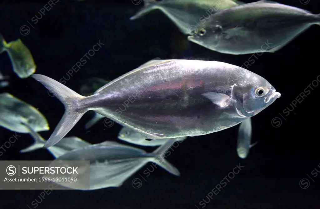 Pompano (Trachinotus ovatus) is an omnivorous edible fish common in the Maditerranean Sea and in the Atlantic Ocean. Perciformes. Carangidae.