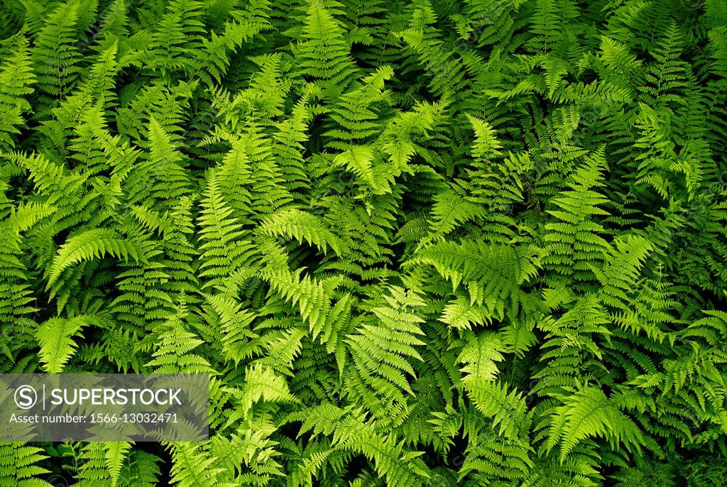 Ferns On Sale Near Me