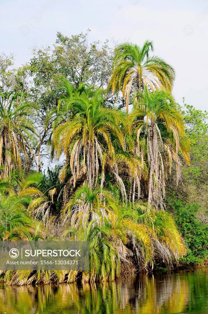 Wild date palm or Senegal date palm (Phoenix reclinata) is a palm native to tropical Africa; Madagascar and Arabian Peninsula. Angiosperms. Arecaceae....