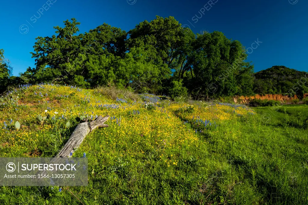 Native oak trees and a field of wildflowers in Texas.