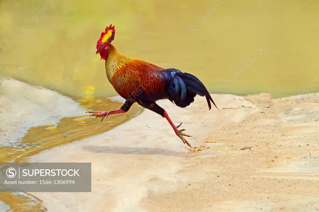 Sri Lanka Jungle Fowl Gallus lafayetii.