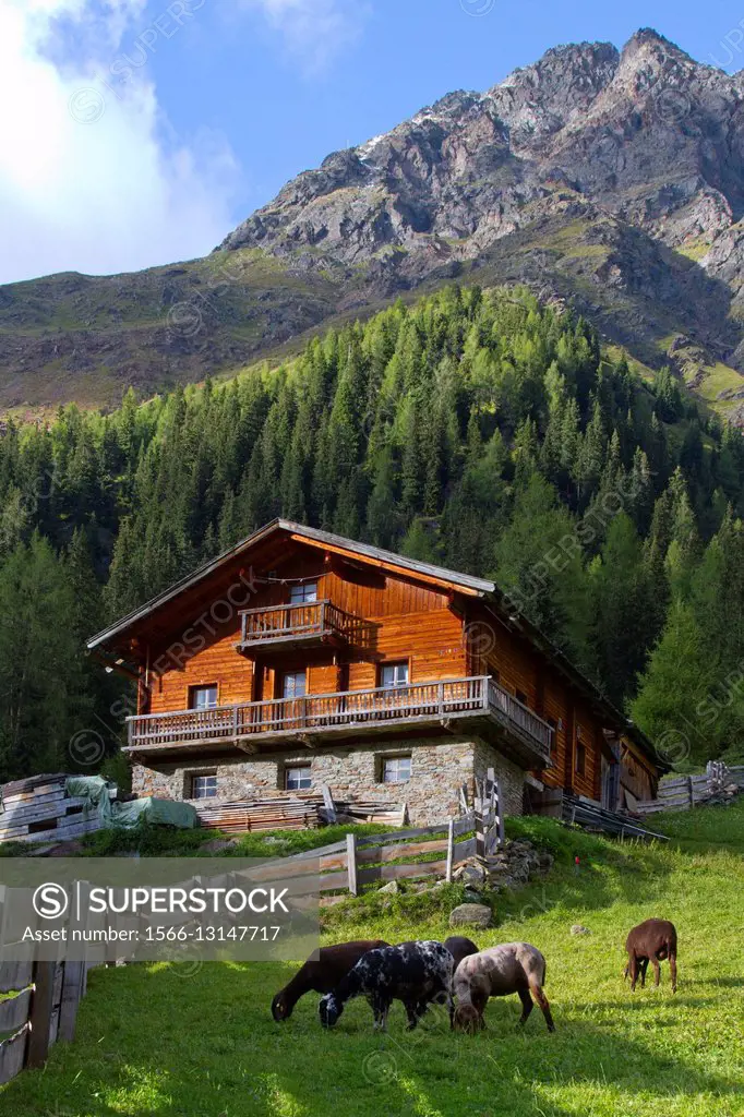 Pastures of high altitude Oberstalleralm, Innervillgraten, Austria