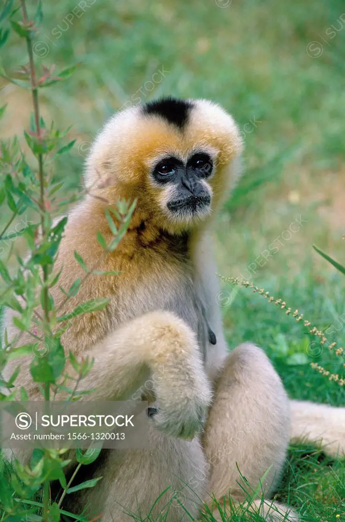 Concolor Gibbon or White Cheeked Gibbon, hylobates concolor, Female sitting.
