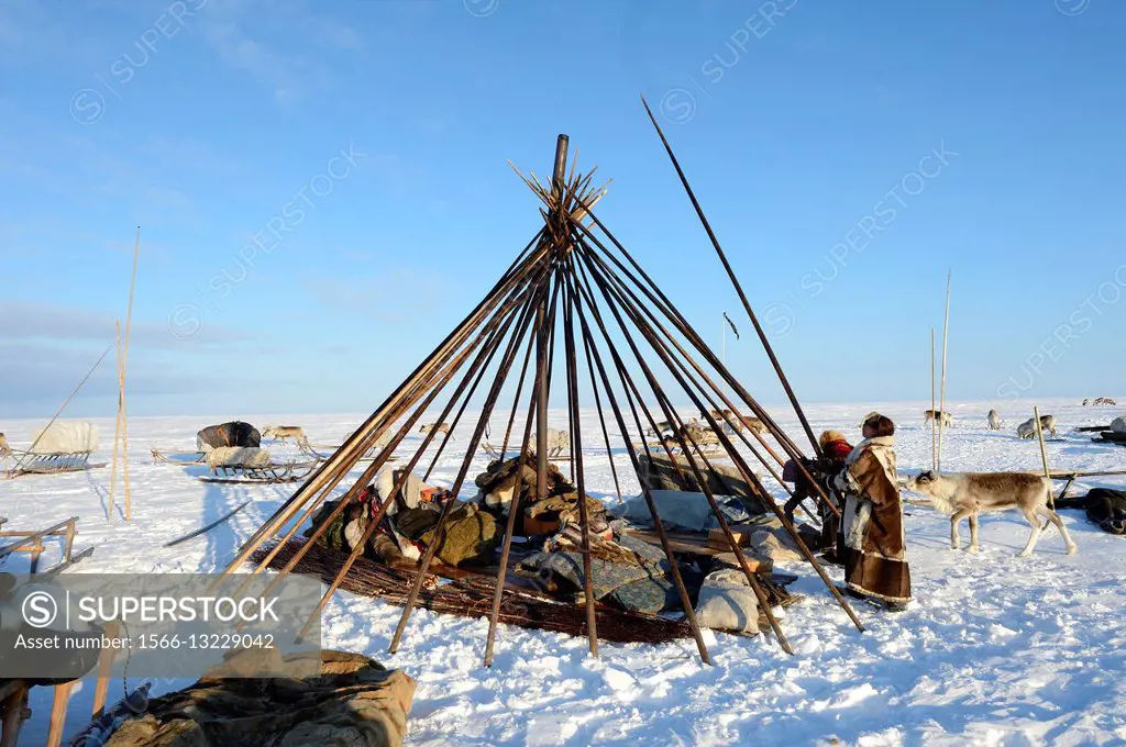 Building a chum with Siberia's Nenets nomads