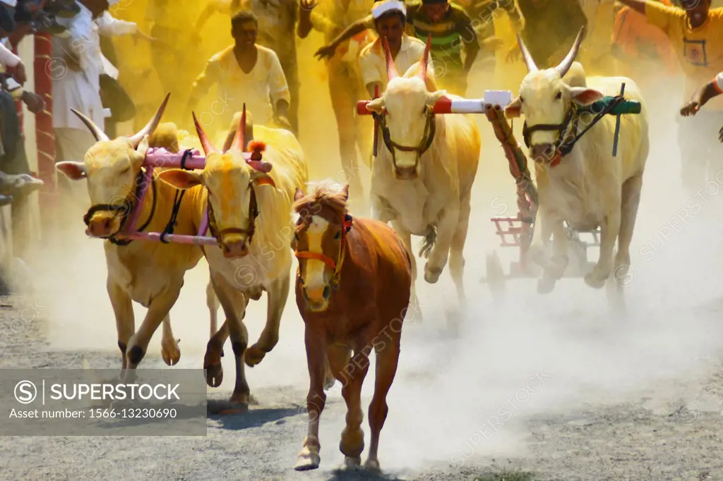 Traditional Bullock cart racing ( bailgada sharyat ) Maharashtra , India.