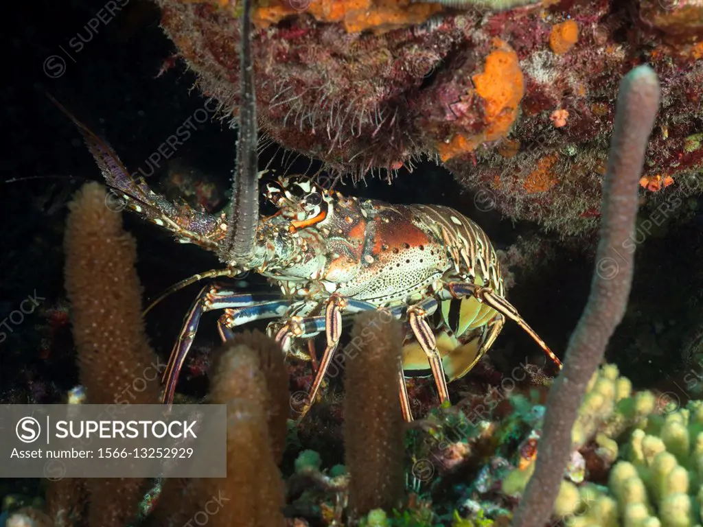 Spiny Lobster (Panulirus argus).on the reef