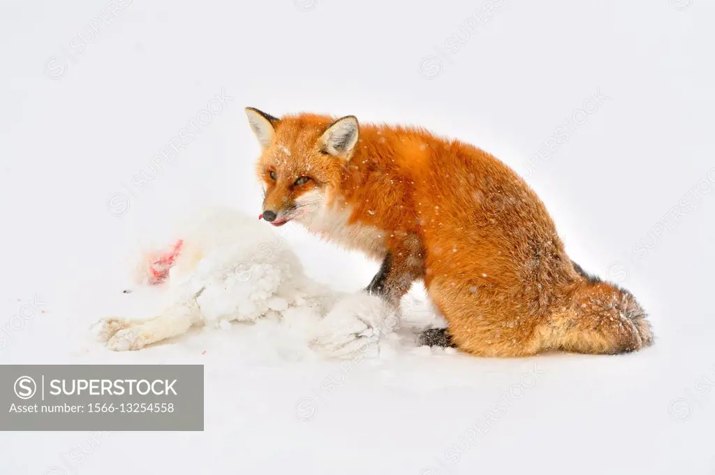 Red fox (Vulpes vulpes), consuming an Arctic Fox (Alopex lagopus) carcass it killed, Wapusk NP, Cape Churchill, Manitoba, Canada.