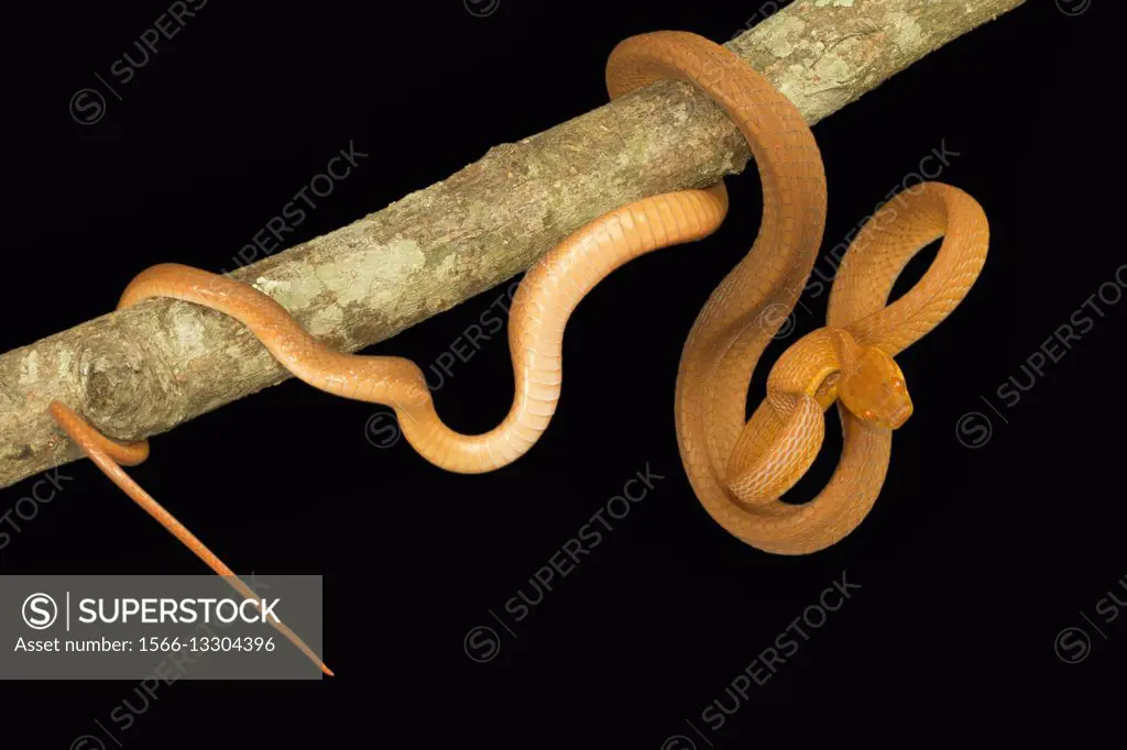 Colubridae, Tawny cat snake, Boiga ochracea, Gumti WLS, Tripura.