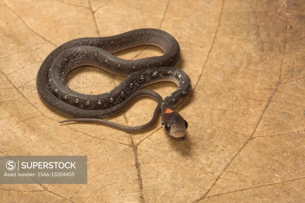 Colubridae, Himalayan keelback, Rhabdophis sp. , Trishna WLS, Tripura.