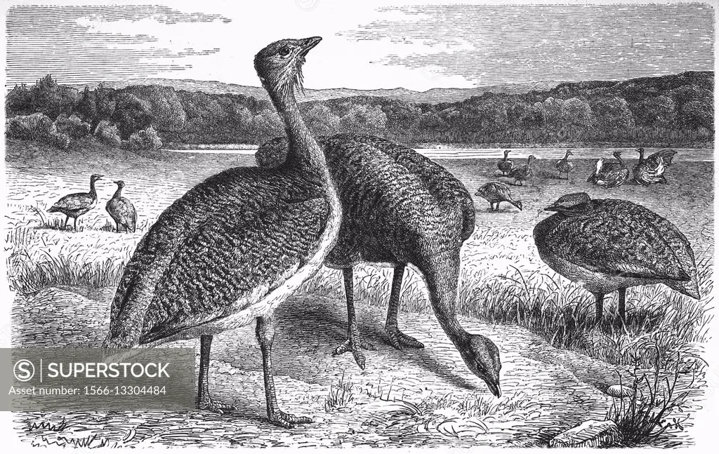 Great bustard, Otis tarda, illustration from book dated 1904.