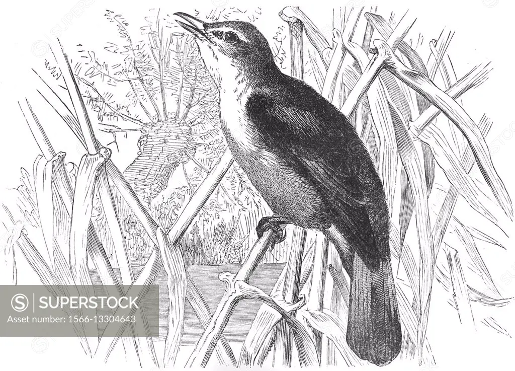 Great reed warbler, Acrocephalus arundinaceus, illustration from book dated 1904.