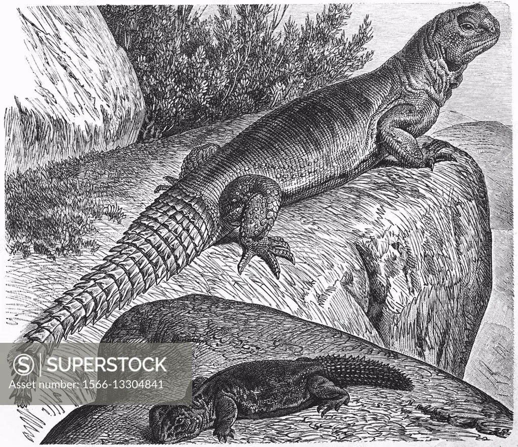 Egyptian mastigure, Egyptian dabb lizard, Uromastyx aegyptia, illustration from book dated 1904.