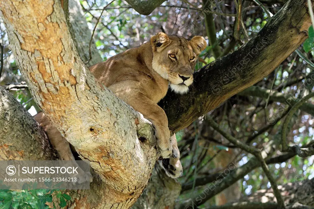 Tree Climbing Lion Female Resting In Fig Tree Ishasha Sector Panthera