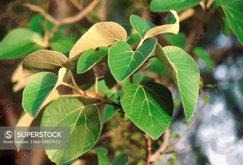 Leaves. Cordia Macleodii. Family: Boraginaceae. A forest tree from the deciduous forests of peninsular India. The wood is of moderate timber quality.