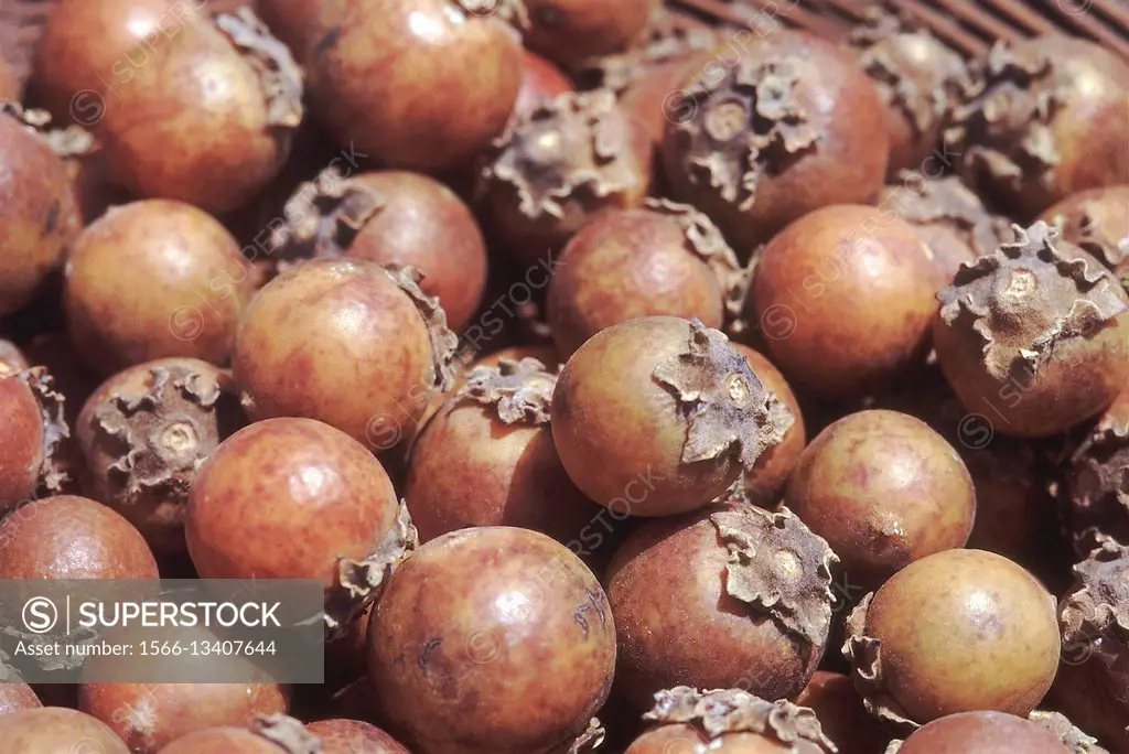 Rip fruit. Diospyros Melanoxylon. Tendu tree/Indian Ebony. Family: Ebenaceae. A large deciduous tree typical to the deciduous forests of peninsular In...