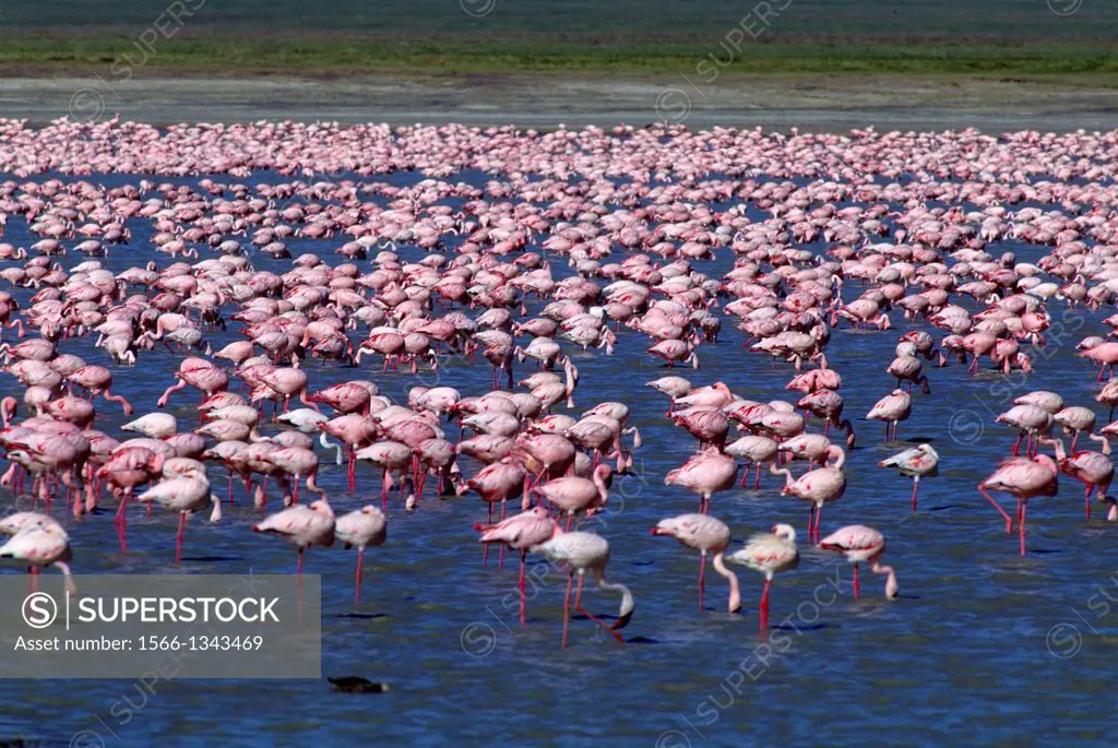 TANZANIA, NGORONGORO CRATER, GREATER AND LESSER FLAMINGOS.