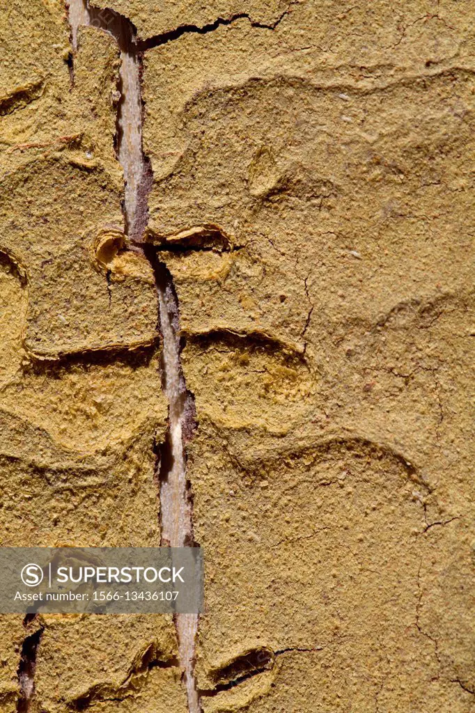 Bark detail of Fever tree (Acacia xanthophloea), Kruger National Park, South Africa.