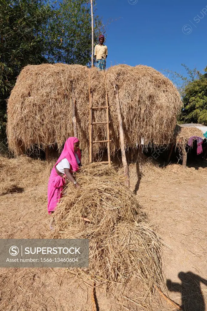 Rice hay stacks, NAGESIA TRIBE, Lamgoan Village, Tahasil Lundra, District Sarguja, Chattisgarh, India.