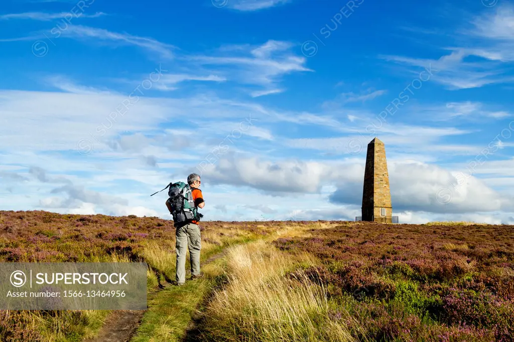 Easby Moor, North York Moors National Park, North Yorkshire England, United Kingdom. A mature male hiker on The Cleveland Way National trail on Easby ...