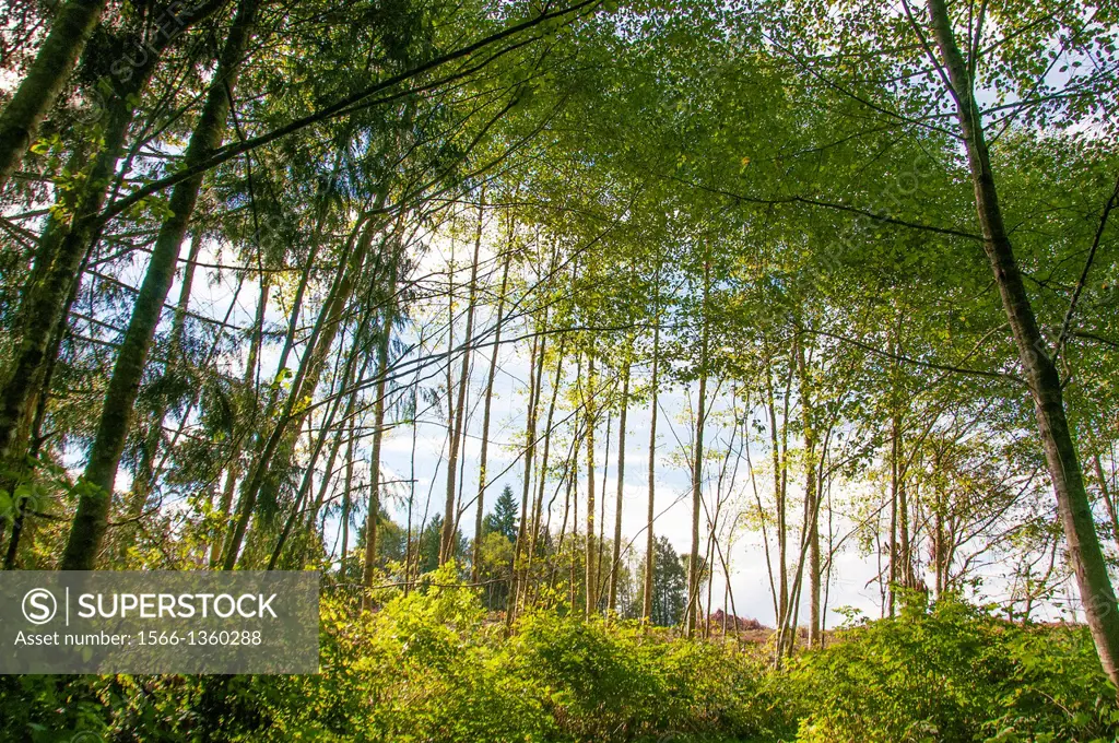 Known to locals but worthy of seeing are the hikes in the Buck Lake trail system.