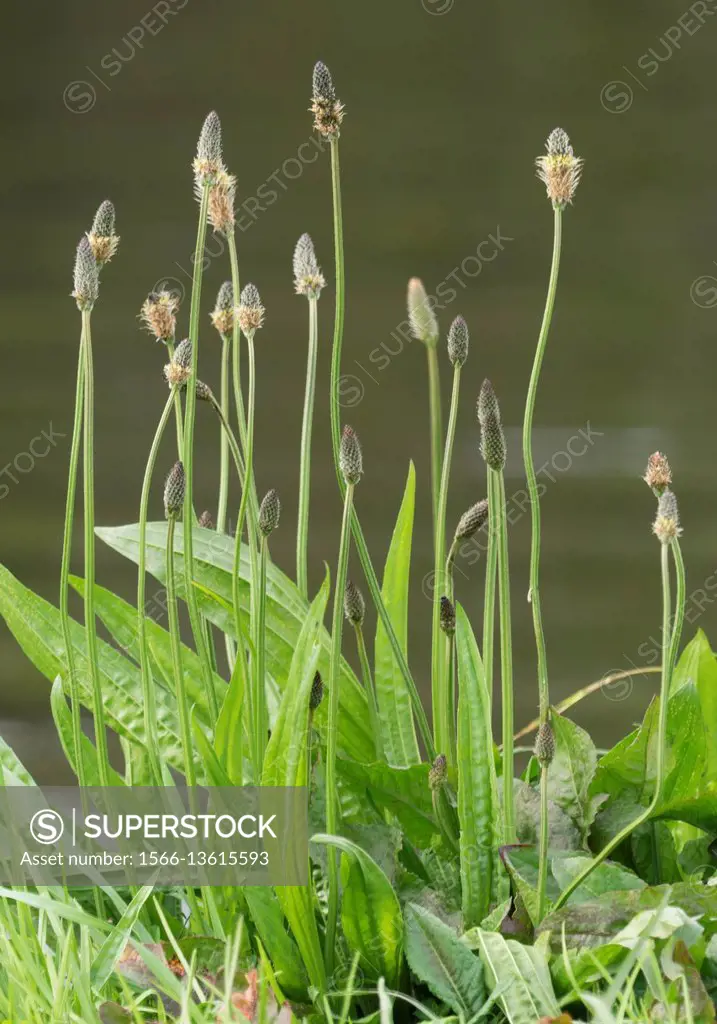 Plantago lanceolata is a species of flowering plant in the plantain family Plantaginaceae. It is known by the common names English plantain, narrowlea...