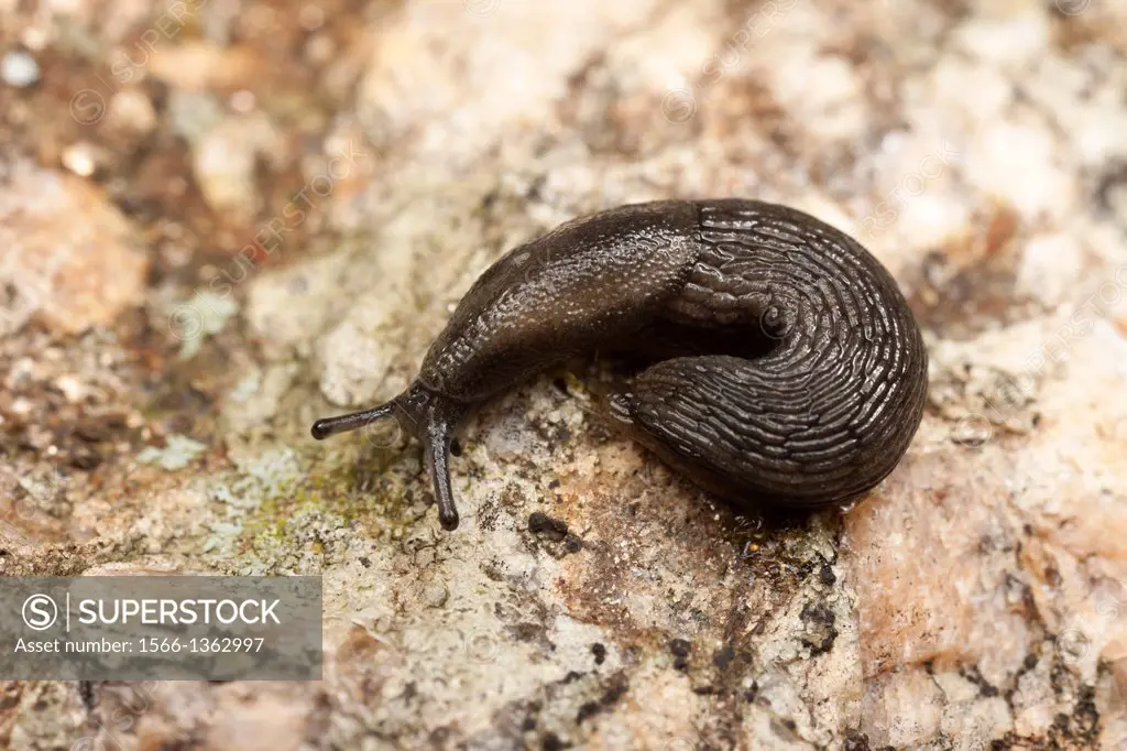 A Garden Slug (Arion hortensis) coiled on a rock.