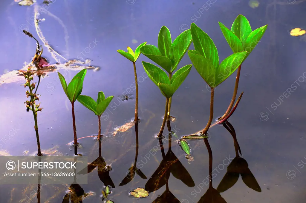 Stems and petioles of Bogbean or Buckbean plant (Menyanthes trifoliata) are hollow, so the plant gets buoyancy and floats at the swamp habitat - Hesse...