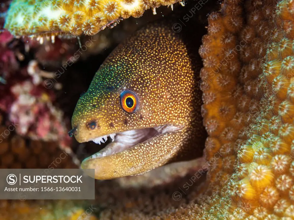 Goldentail Moray, (Gymnothorax miliaris), resting on stone coral